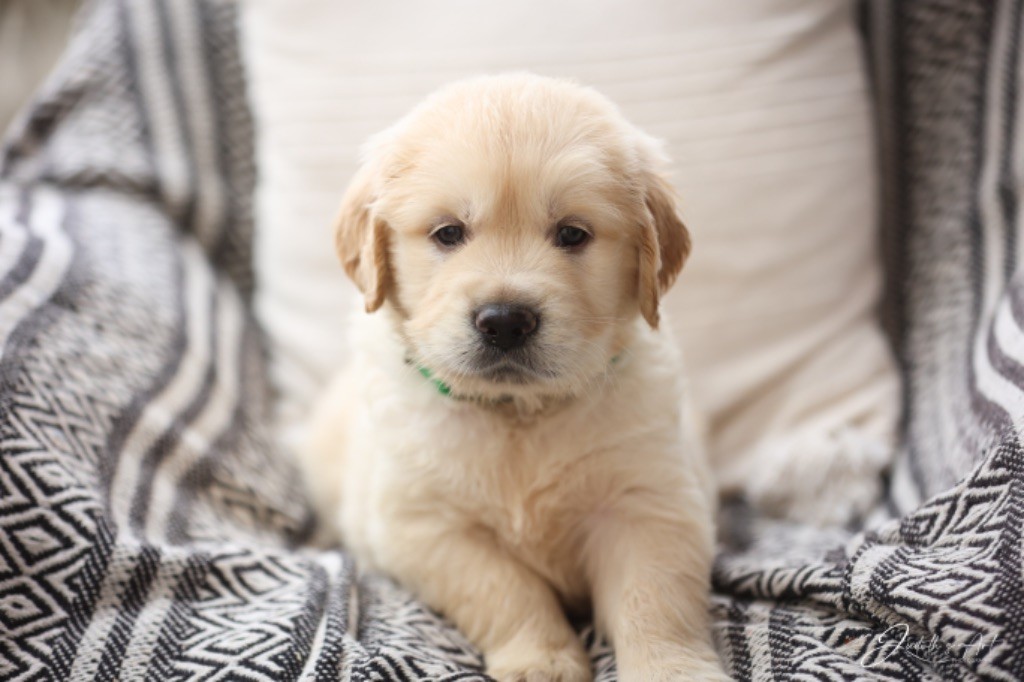 Du Cyr D'Or - Chiot disponible  - Golden Retriever