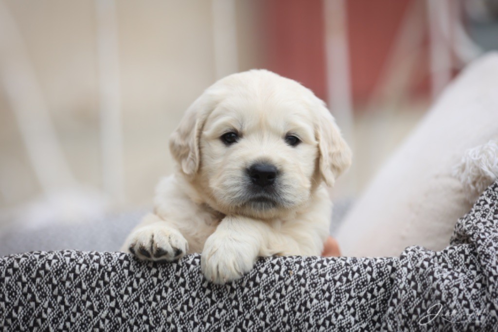 chiot Golden Retriever Du Cyr D'Or