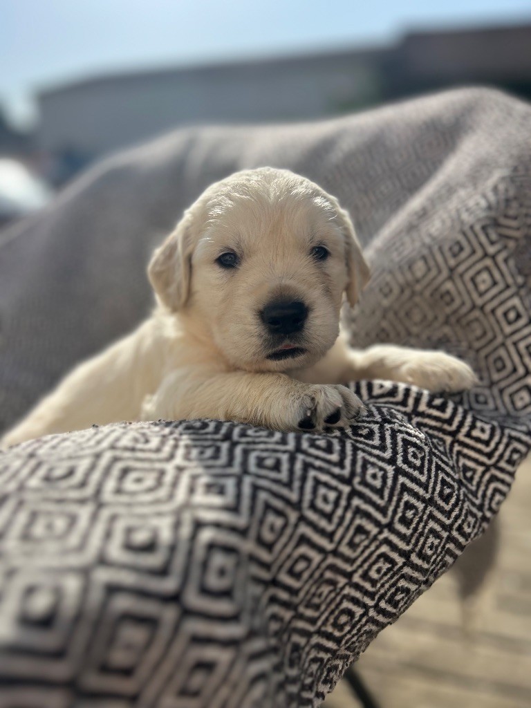 Du Cyr D'Or - Chiots disponibles - Golden Retriever