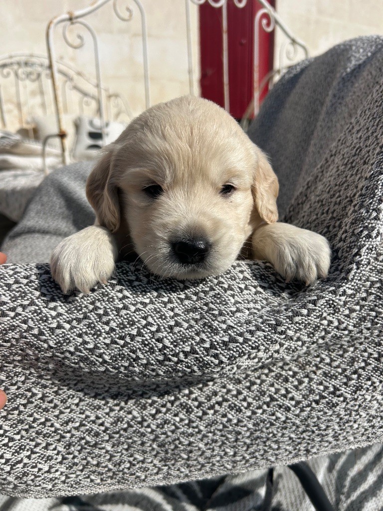 Du Cyr D'Or - Chiots disponibles - Golden Retriever